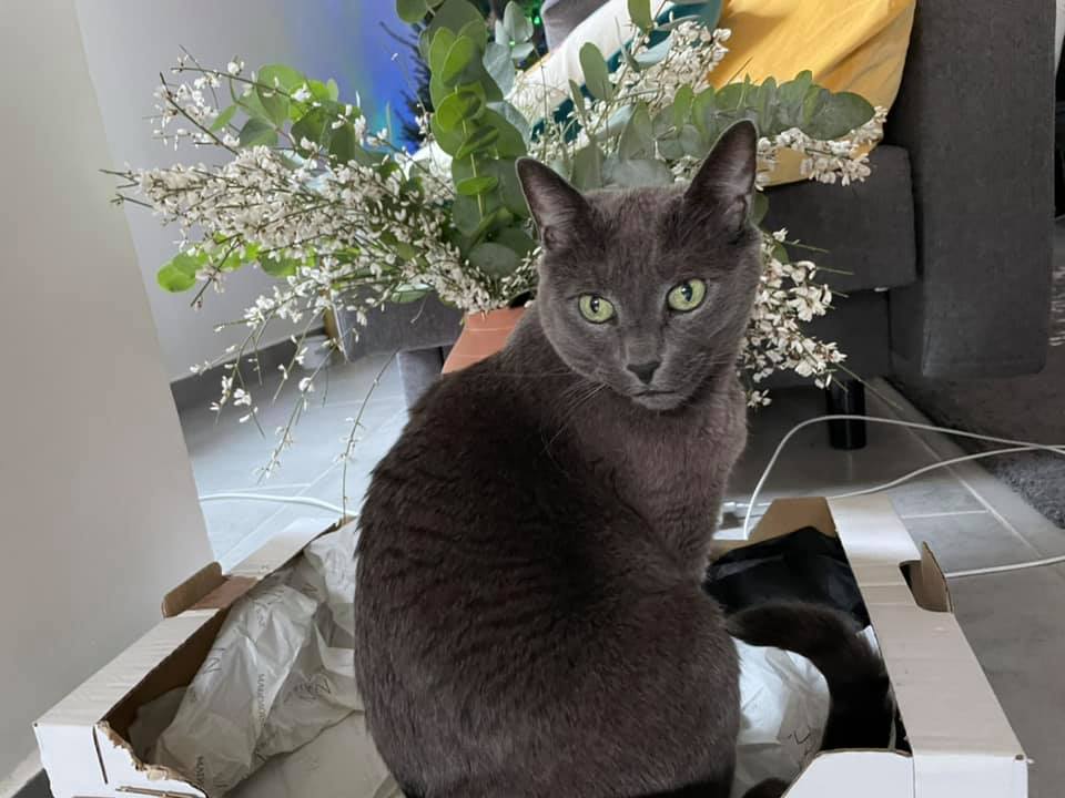 A gray cat coyly turns back to look at camera, flowers behind her framing her face.