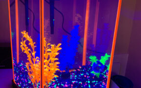a fish tank with neon blue and red lights