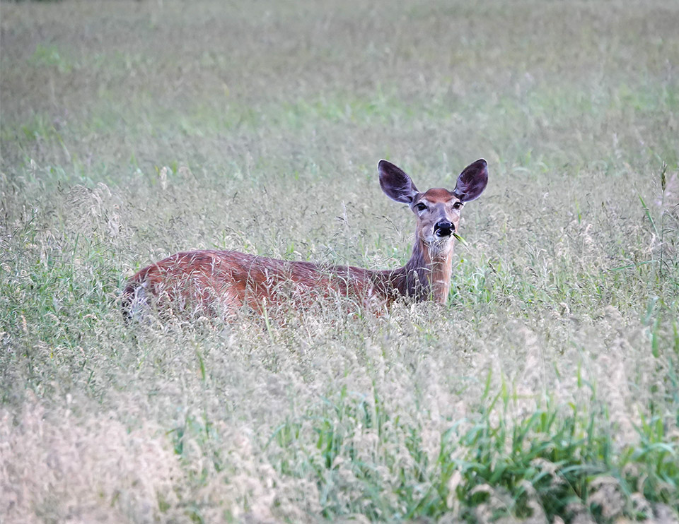 A white-tailed deer turns to look and listen for threats