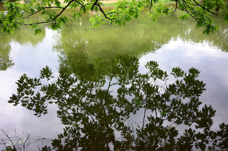 to illustrate how trees can bring visual interest to a plain pond surface