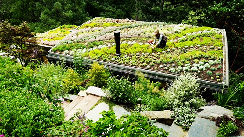 Roof planting in Japan (permaculture)