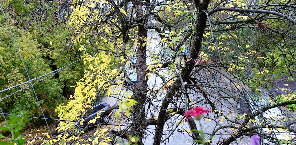 to show the real tree at late fall