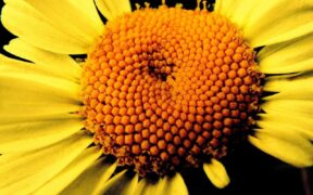 Stock photo of sunflower to illustrate a book review