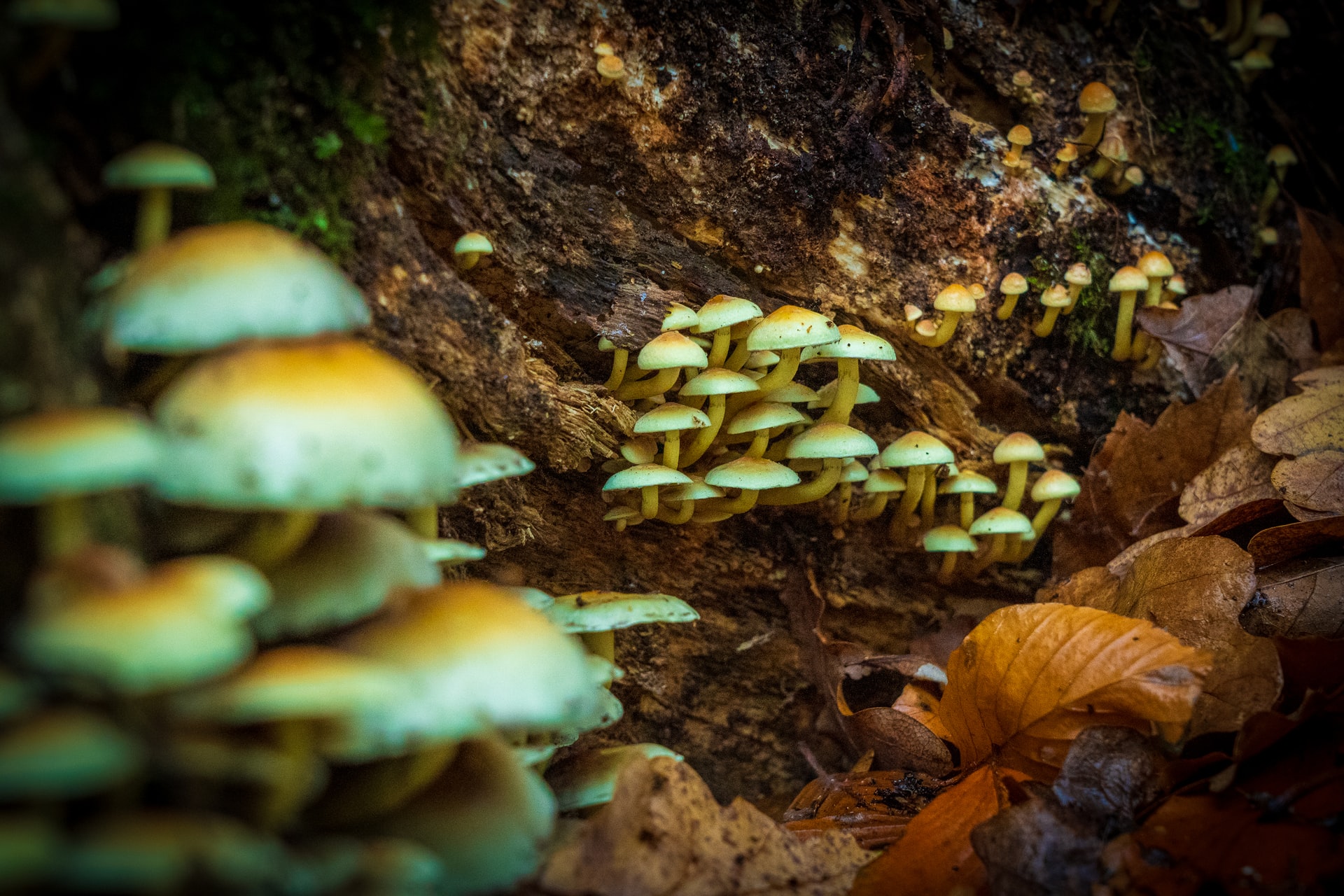 How Magic Mushrooms Affect the Brains of People Cultural Daily