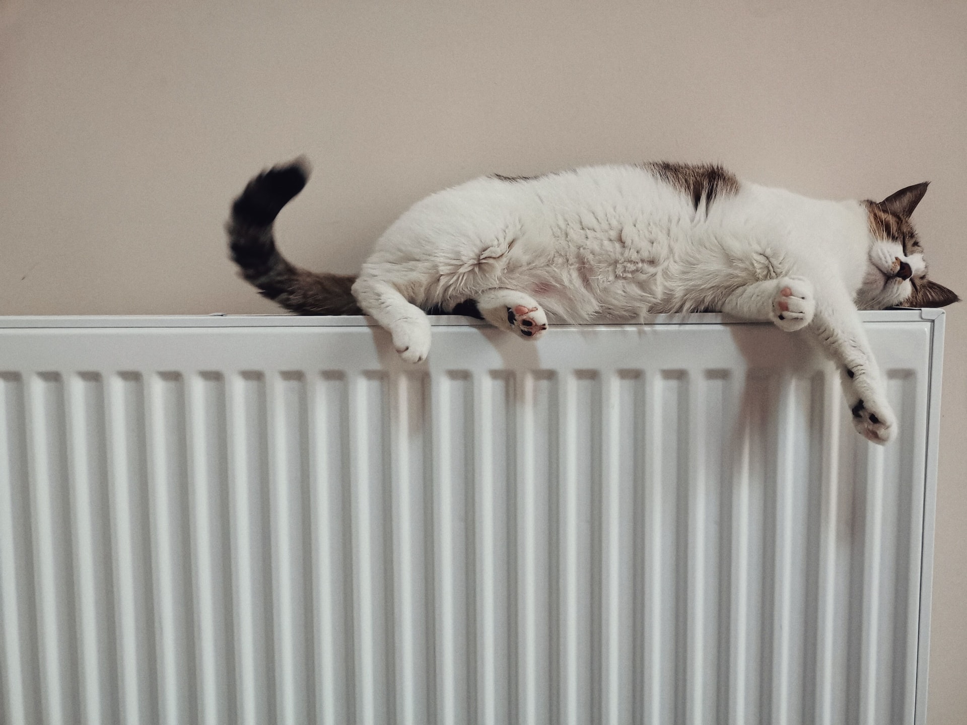 Cat on radiator