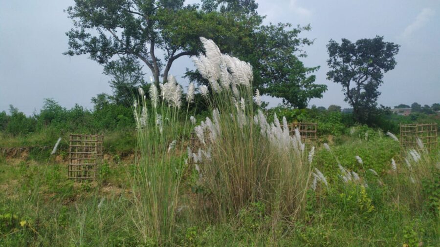 A clump of Kans Grass beside a highway in Bokaro, India.