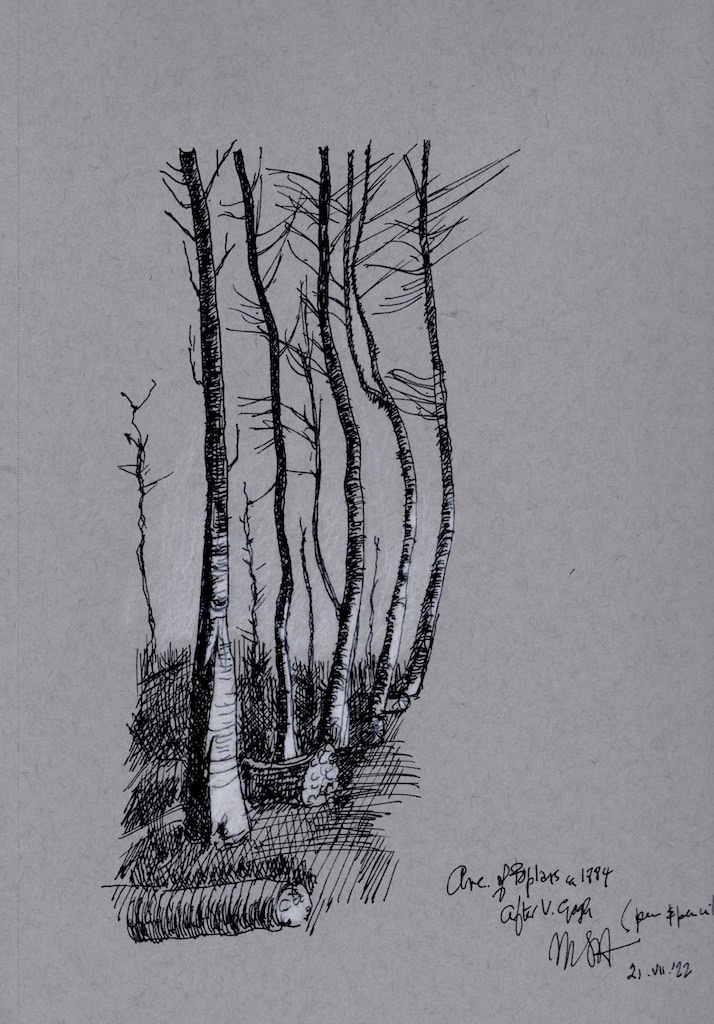 part of a row of poplar trees