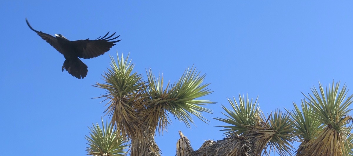 crow flying over cactus
