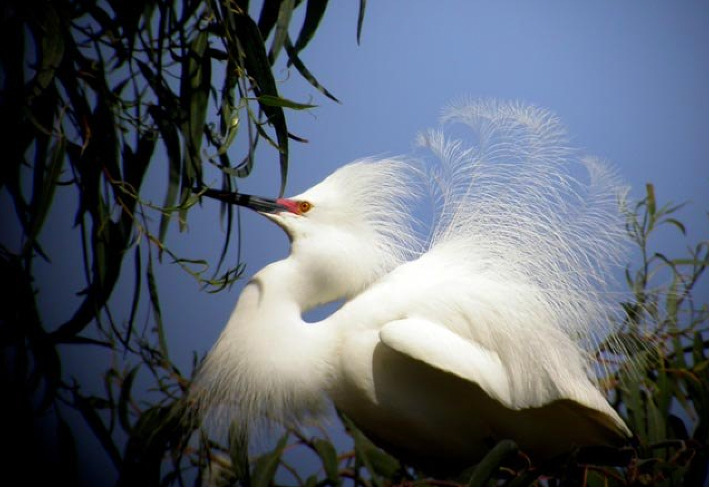 A “white heron” or snowy egret in full breeding plumage, nesting in a eucalyptus tree.